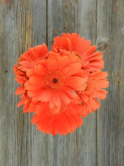 MARINELLA ORANGE GERBERA